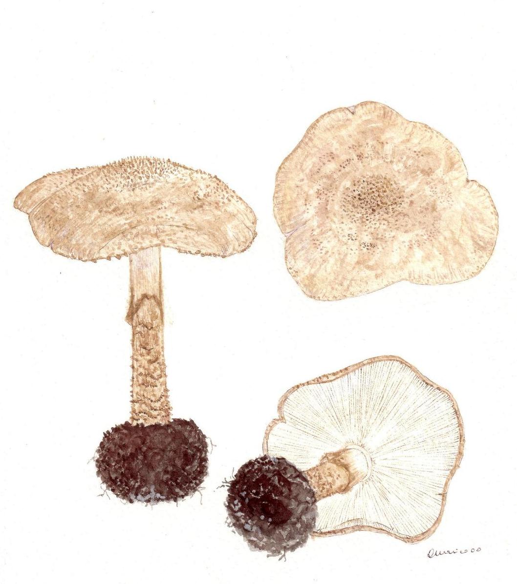 Lepiota perplexa Knudsen 1981